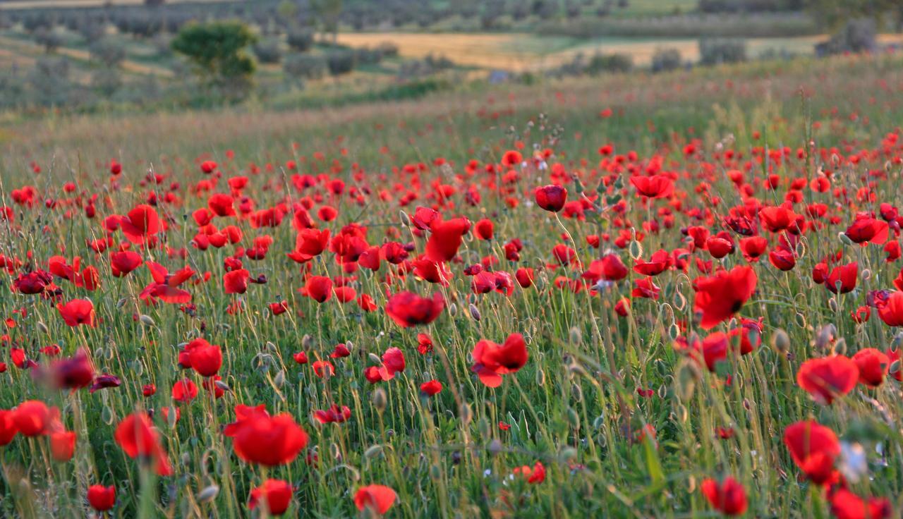 Agriturismo Il Forasacco Grosseto Esterno foto