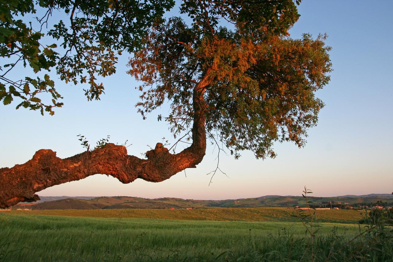 Agriturismo Il Forasacco Grosseto Esterno foto